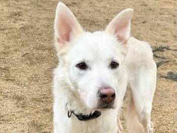 Rescue Mixed Breed Dogs for Adoption in Georgetown, Texas - Seb | PetCurious