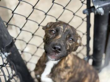Pit Bull Terrier and Mixed Breed Dogs Available for Adoption in Tulsa, Oklahoma - TIGER | PetCurious
