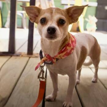 Chippy -  Chihuahua Dog for Adoption - Chippy | PetCurious