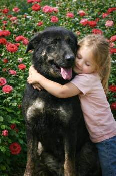 Leticia -  Labrador Retriever and Shepherd Dog for Adoption in Lucas, Texas - Leticia | PetCurious