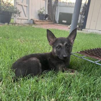 Zorro -  German Shepherd Dog and Belgian Shepherd Malinois Dog for Adoption in San Antonio, Texas - Zorro | PetCurious