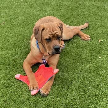 Sam -  Mixed Breed Dog for Adoption in San Francisco, California - Sam | PetCurious