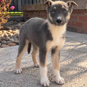 Freddie -  Mixed Breed and Husky Dog for Adoption in Lathrop, California - Freddie | PetCurious
