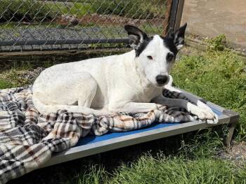 German Shorthaired Pointer Dogs Available for Adoption in St. Helens, Oregon - Stella | PetCurious