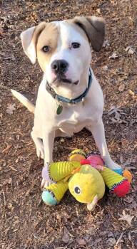 Buster -  Boxer and Labrador Retriever Dog for Adoption in Arlington, Virginia - Buster | PetCurious