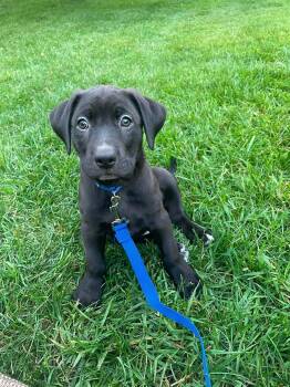 Harvey -  Labrador Retriever Dog for Adoption in Duluth, Minnesota - Harvey | PetCurious
