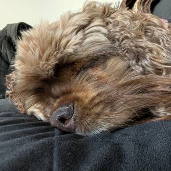 Bonnie -  Cocker Spaniel Dog for Adoption in Calgary, Alberta - Bonnie | PetCurious