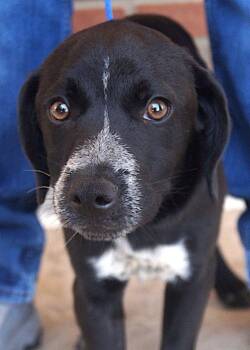Wilbur -  Border Collie Dog for Adoption in Carrollton, Texas - Wilbur | PetCurious