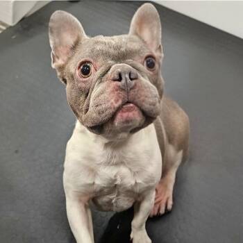 Trooper -  French Bulldog and Mixed Breed Dog for Adoption in Corpus Christi, Texas - Trooper | PetCurious