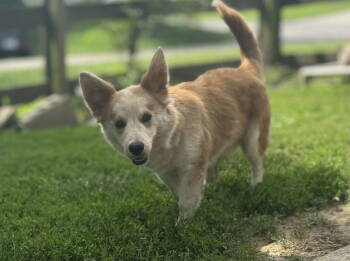 Rescue Corgi Dogs for Adoption in Florence, Kentucky - Finn | PetCurious