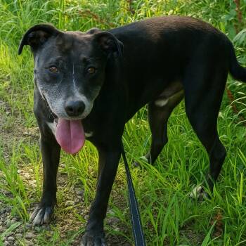 Rescue Pit Bull Terrier and Labrador Retriever Dogs for Adoption in Evansville, Indiana - Shay | PetCurious