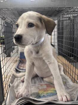 A2085666 -  Labrador Retriever and Mixed Breed Dog for Adoption in Houston, Texas - A2085666 | PetCurious