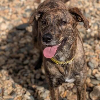 Mixed Breed Dogs Available for Adoption - Daisy (Bonded Pair) | PetCurious