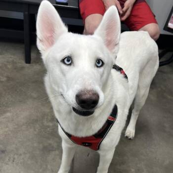 Husky Dogs Available for Adoption in Tampa, Florida - Lanaya | PetCurious