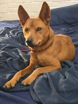 Carolina Dog Dogs Available for Adoption - Golden Boy | PetCurious
