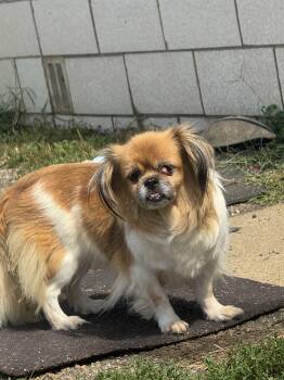 Dolly -  Tibetan Spaniel Dog for Adoption in North Canton, Ohio - Dolly | PetCurious