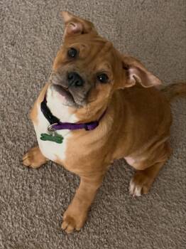 American Bully Dogs Available for Adoption in Las Vegas, Nevada - Skittle  | PetCurious