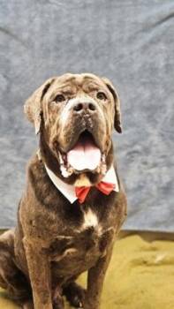 Butch -  Mixed Breed Dog for Adoption in Hamilton, Ohio - Butch | PetCurious