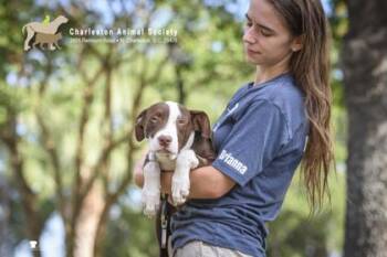 3512B Scout -  American Staffordshire Terrier and Mixed Breed Dog for Adoption in North Charleston, South Carolina - 3512B Scout | PetCurious