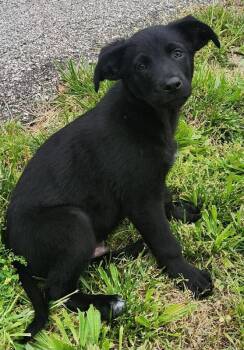 Coal -  German Shepherd Dog and Golden Retriever Dog Available for Adoption - Coal | PetCurious