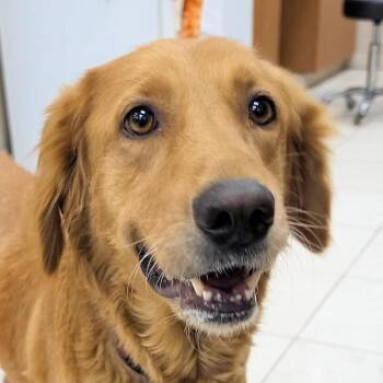 Suzie Q -  Golden Retriever Dog for Adoption in Los Angeles, California - Suzie Q | PetCurious