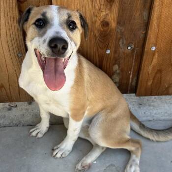 Star -  Mixed Breed Dog for Adoption in San Francisco, California - Star | PetCurious