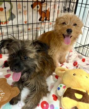 Toto & Toby -  Yorkshire Terrier Dog for Adoption in Richmond, Texas - Toto & Toby | PetCurious