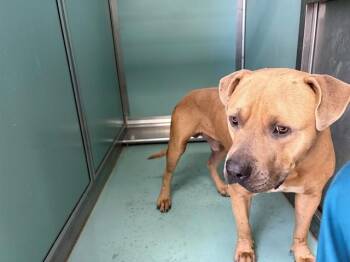 A552584 -  Pit Bull Terrier and Mixed Breed Dog for Adoption in Moreno Valley, California - A552584 | PetCurious