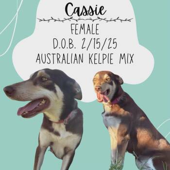 Cassie -  Australian Kelpie Dog for Adoption in Caldwell, Texas - Cassie | PetCurious