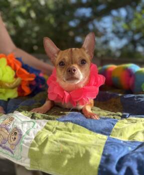 Pita -  Chihuahua Dog for Adoption - Pita | PetCurious