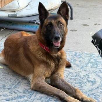 Kobe -  Belgian Shepherd Malinois Dog for Adoption in Lodi, California - Kobe | PetCurious