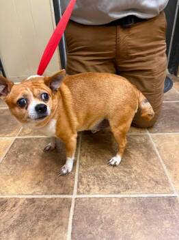 Tigger -  Chihuahua Dog for Adoption in Shelbyville, Tennessee - Tigger | PetCurious