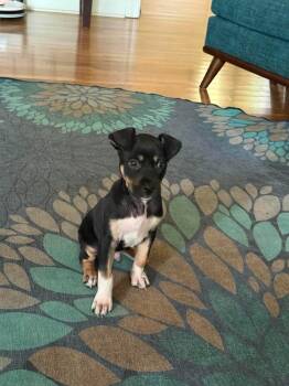 Willie -  Labrador Retriever and American Staffordshire Terrier Dog for Adoption in Willingboro, New Jersey - Willie | PetCurious