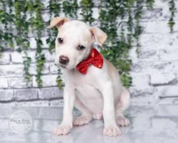 Mario -  Chihuahua Dog for Adoption in Tuscaloosa, Alabama - Mario | PetCurious