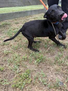 Terrier Dogs Available for Adoption in Wauchula, Florida - Bart | PetCurious