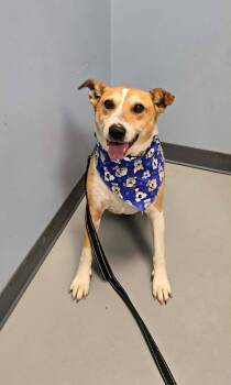 Mr. Rogers -  Terrier Dog for Adoption in Zanesville, Ohio - Mr. Rogers | PetCurious