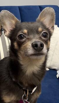 Chihuahua Dogs Available for Adoption in Owensboro, Kentucky - Sonny | PetCurious