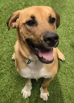 Herc -  Shepherd Dog for Adoption in Racine, Wisconsin - Herc | PetCurious