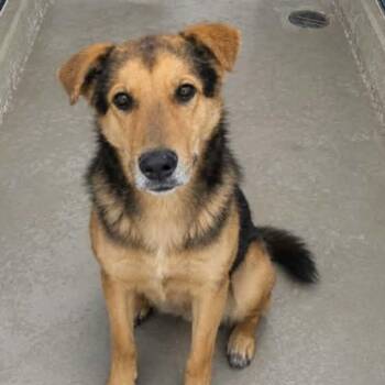 Sandman -  Shepherd Dog for Adoption in Kingman, Arizona - Sandman | PetCurious