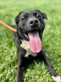 Mixed Breed Dogs Available for Adoption - Mocha | PetCurious