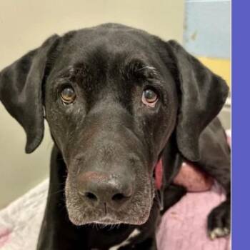Estrella -  Black Labrador Retriever Dog for Adoption in Spring Hill, Kansas - Estrella | PetCurious