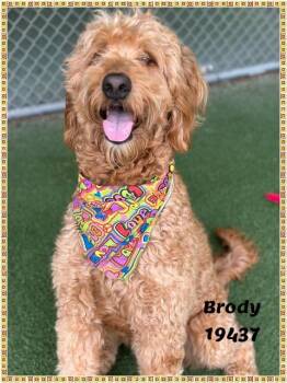BRODY see also SAWYER -  Labradoodle Dog Available for Adoption in Marietta, Georgia - BRODY See Also SAWYER | PetCurious