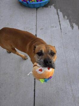 Rescue Pit Bull Terrier and Mixed Breed Dogs for Adoption in Harbor Springs, Michigan - Chief | PetCurious