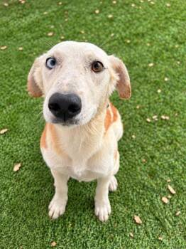 Blossom (Orchard Litter mom) -  Australian Shepherd and Black Labrador Retriever Dog for Adoption in Woodside, California - Blossom (Orchard Litter Mom) | PetCurious