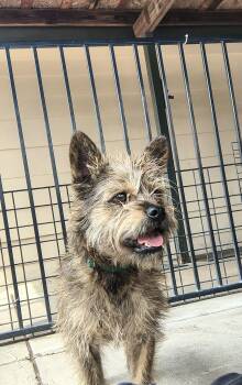 Cairn Terrier Dogs Available for Adoption in Plano, Texas - Haku | PetCurious