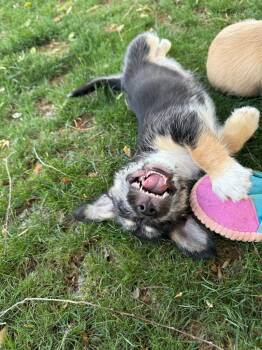 Dachshund and Chihuahua Dogs Available for Adoption - Astoria | PetCurious