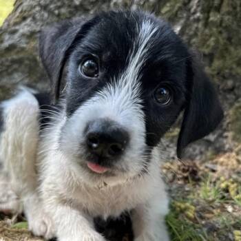 Border Collie Dogs Available for Adoption in Richmond, Virginia - Victor | PetCurious
