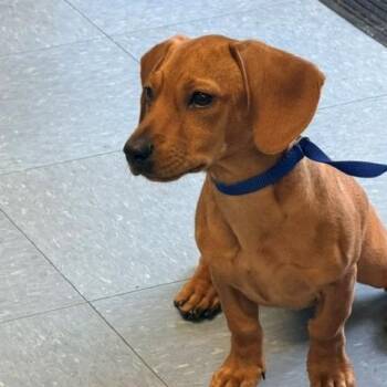 Slinky -  Dachshund Dog for Adoption in Long Beach, California - Slinky | PetCurious