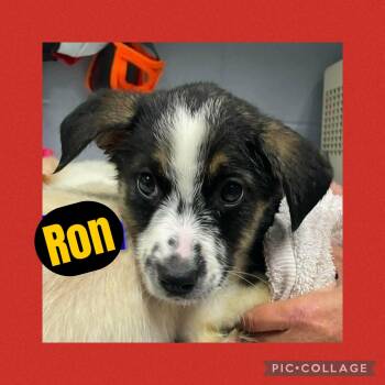 Australian Cattle Dog Blue Heeler Dogs Available for Adoption in Ringwood, New Jersey - Ron | PetCurious