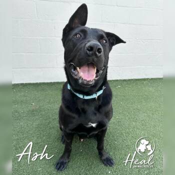 Black Labrador Retriever and Shepherd Dogs Available for Adoption in Youngwood, Pennsylvania - Ash | PetCurious